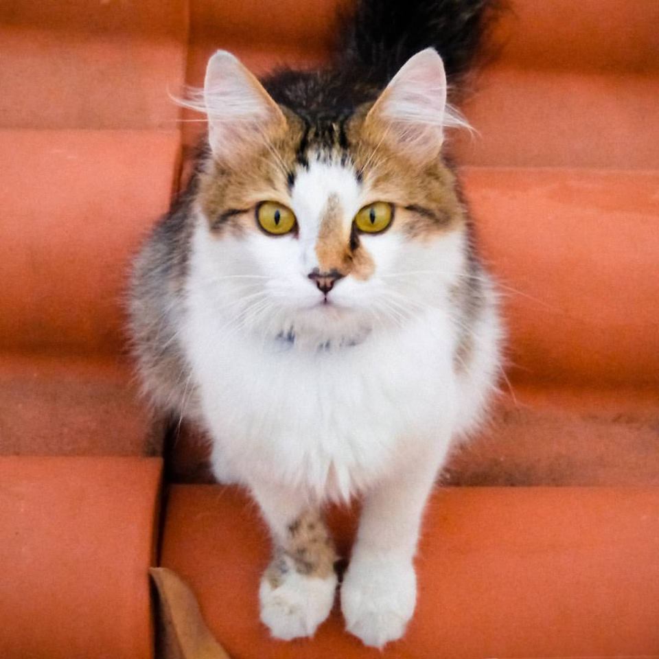 Un Divano a Prova di Gatto - Lineatre - Kucita ー Esperti dell'Arredamento